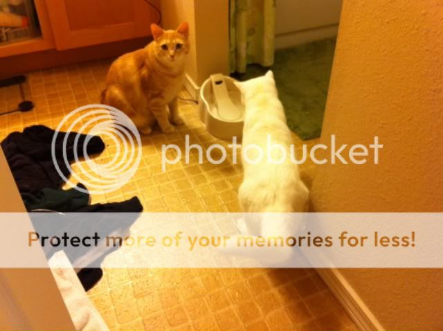 Cats watching water fountain