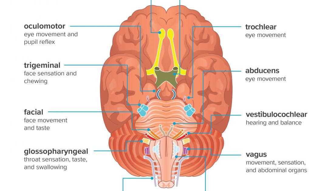 Nerve Definition Anatomy - Anatomy Diagram Book