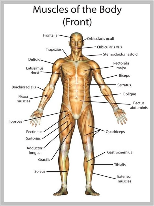 Human Body Labeling Human Body Anatomy