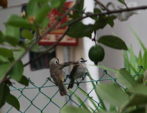Bulbuls by guava tree (1a)