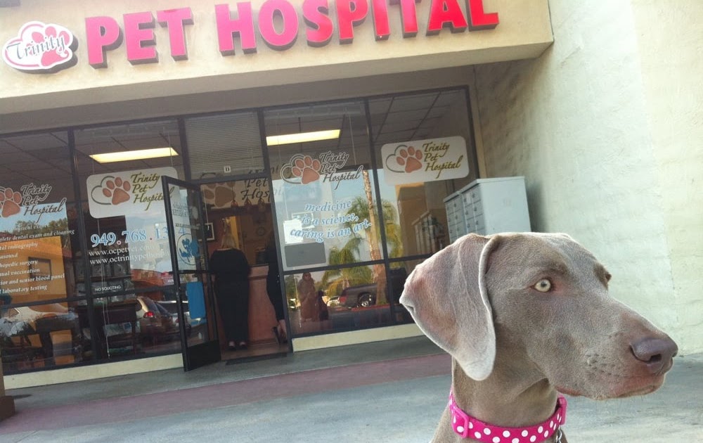 Pet Care Hospital Near Me / Animal Jobs Near Me 2019