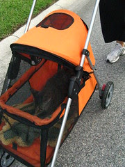 Maggie rides in her stroller