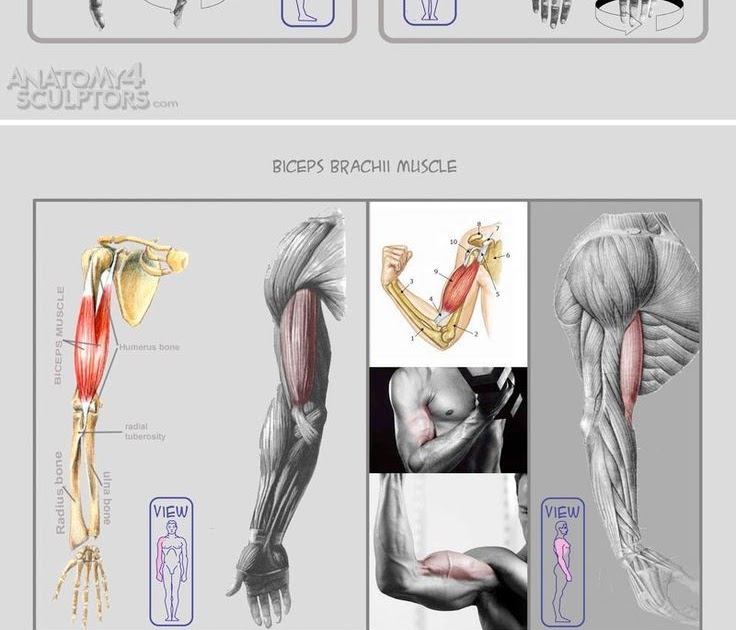 Back Muscles Anatomy Reference : Pin on Muscle Anatomy