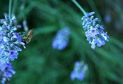 busy bee