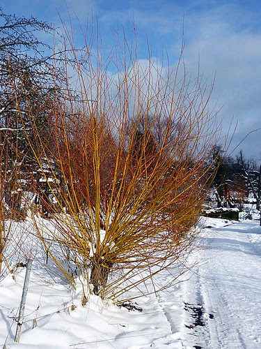 Winter1