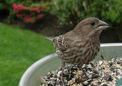 Female House Finch