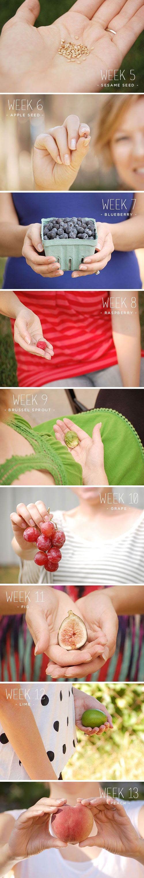 first trimester ::: fruit of the womb, document pregnancy, bump, pregnant, week