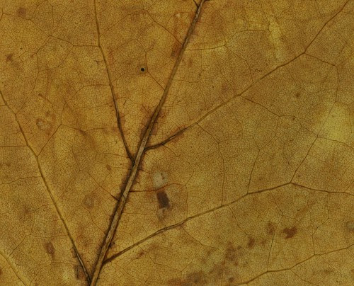 leaf-detail