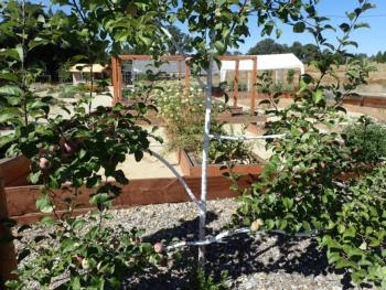 The New Backyard Orchard Workshop Grow Your Own Fruits And Nuts Uc Master Gardener Program Statewide Blog Anr Blogs