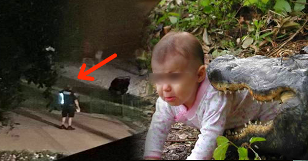The viral news MUST WATCH 2Year Old Boy Was Captured by an Alligator