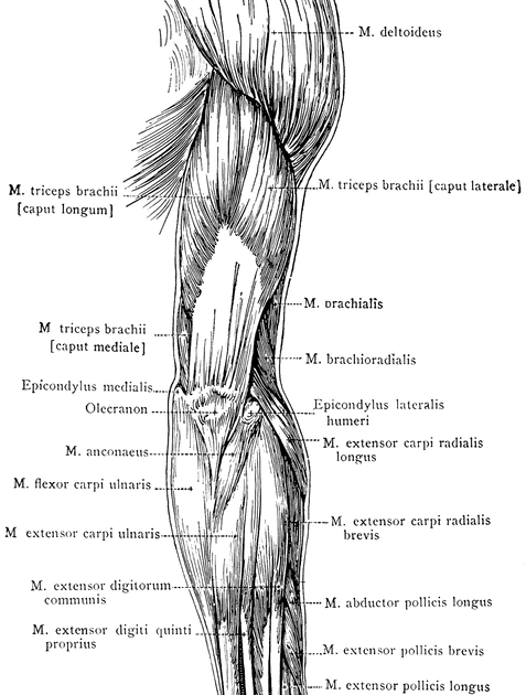 Human Body Muscles Names - 14 bästa bilderna om Muscle Deformation