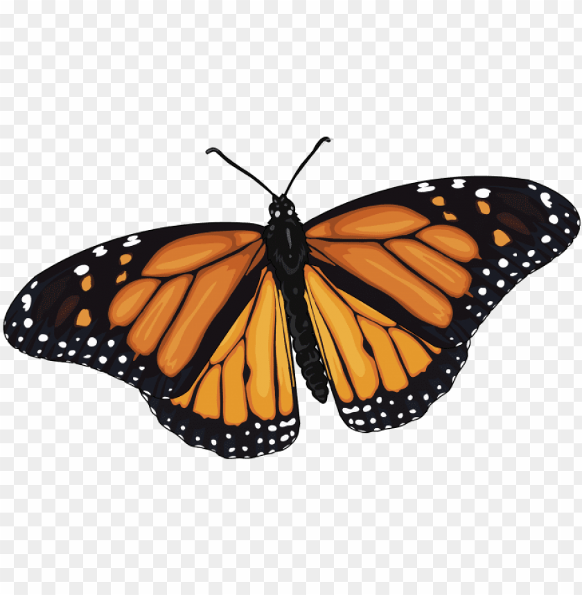 204 Monarch Butterfly Svg Free SVG PNG EPS DXF File