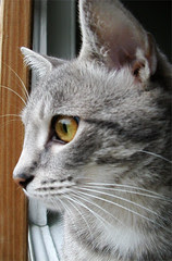 kitty_2