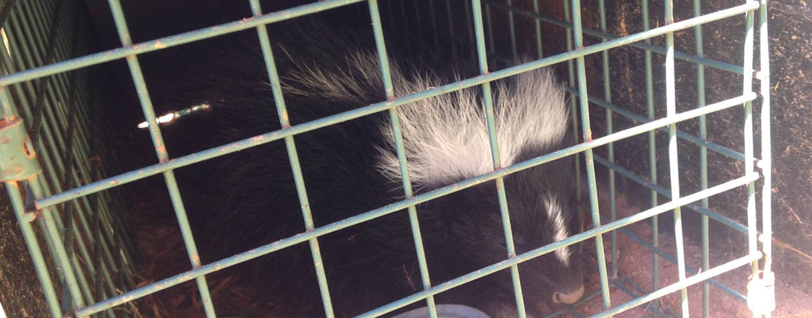 skunk trap kill cage