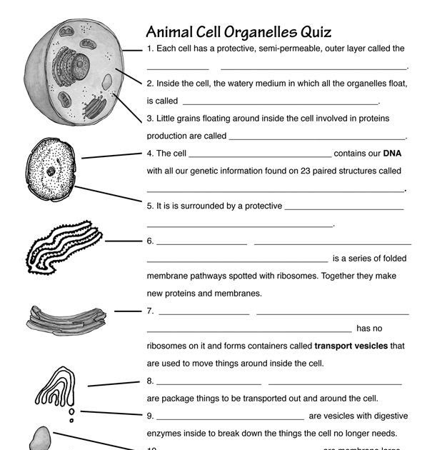 Chapter 11 Dna And Genes Worksheet Answers worksheet