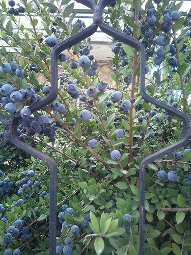 Myrtle berries