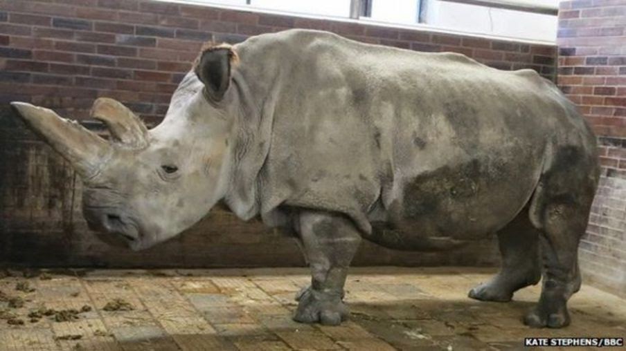 Самый большой носорог в мире. Белый носорог Бронницы. Самка носорога по кличке Герти. Зоопарк Двур Кралове Чехия.