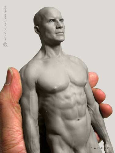 Torso Anatomy Art Anatomy For Sculptors Human Male Body 3d Model