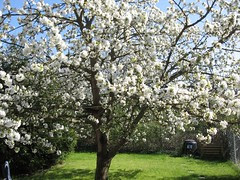 Kirschblüte 2007