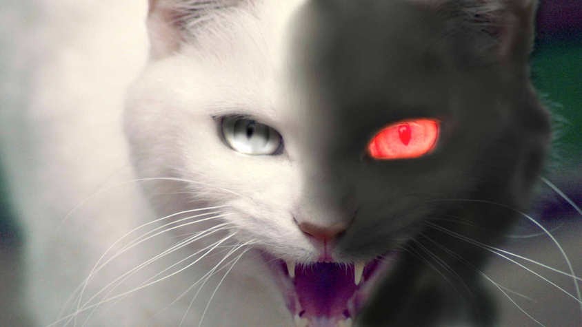cat of red eyes by lookatvoid on DeviantArt