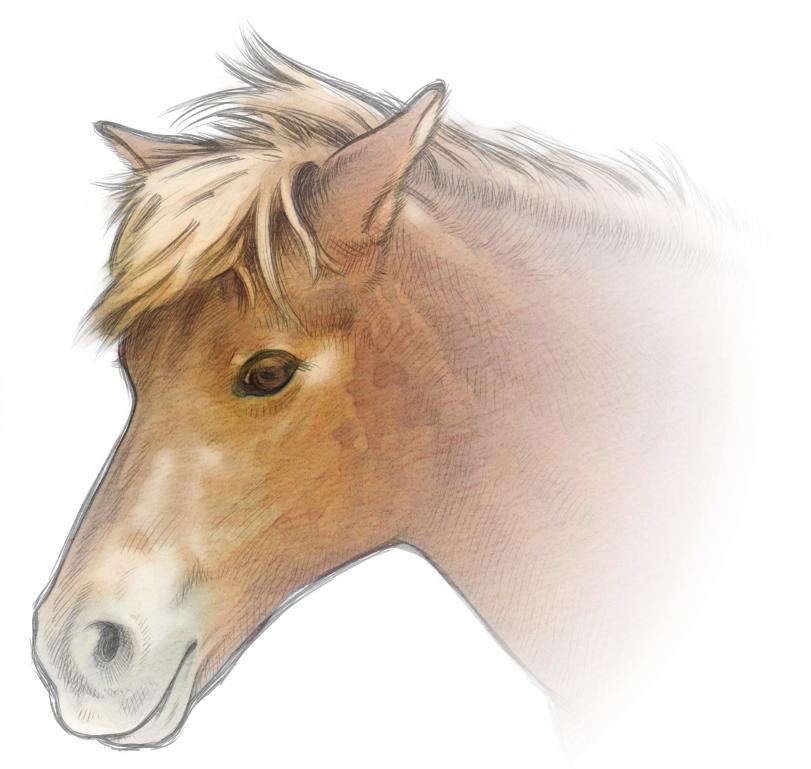 50 馬 イラスト リアル 無料の印刷可能なイラスト素材