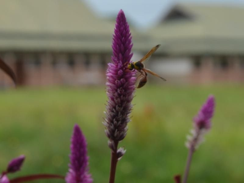 Flora Di Negara Inggris Galeri Pelajaran