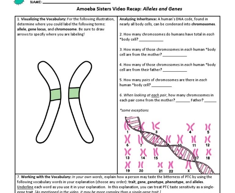 amoeba-sisters-genetic-drift-answer-key-biology-2017-18-mrs-sheets