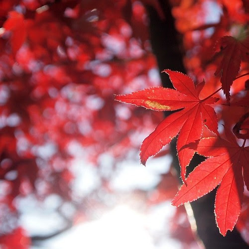 Scarlet tinged Japanese maple leaves
