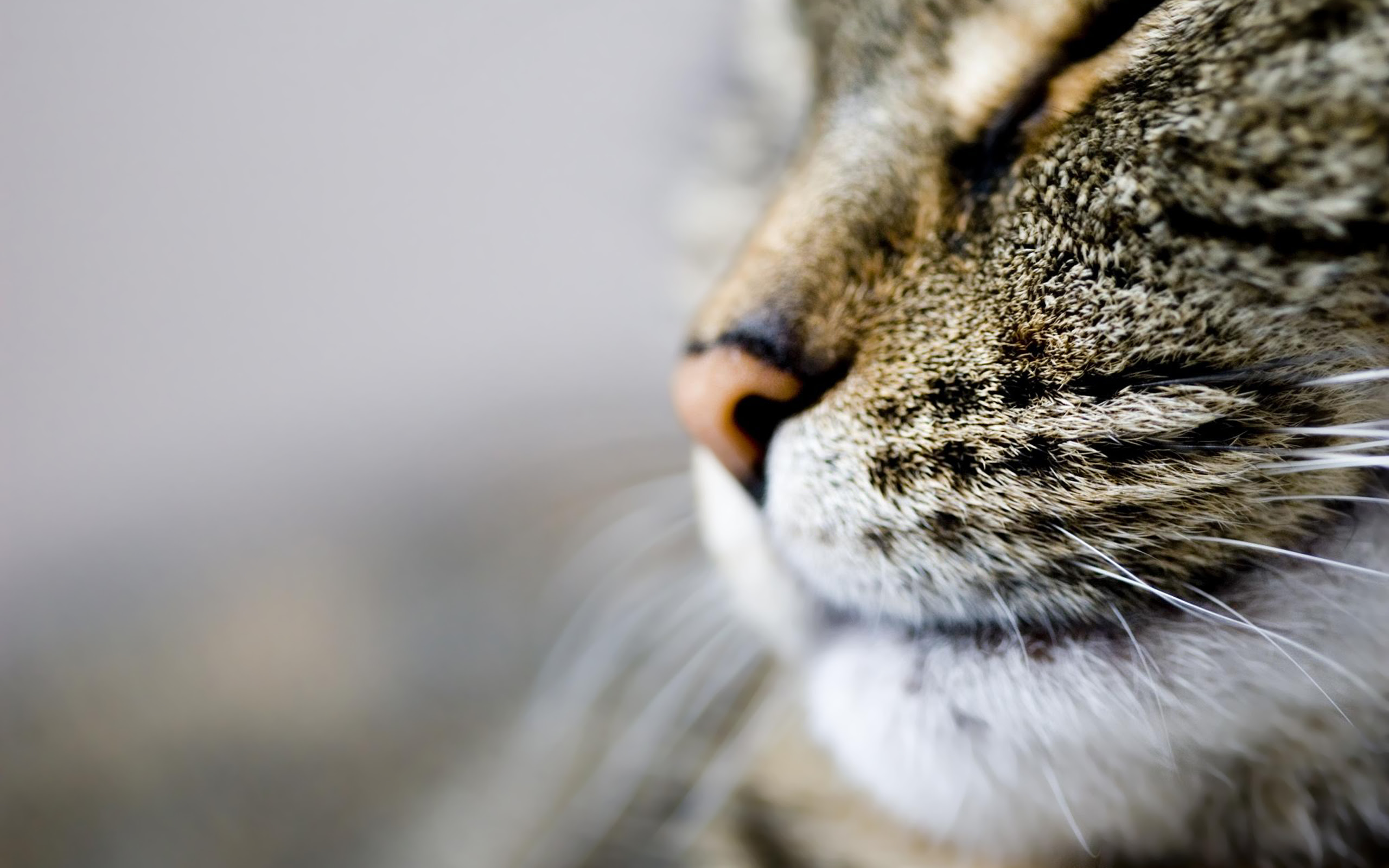 ぜいたく猫 画像 壁紙 花の画像