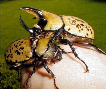maycintadamayantixibb: Rhino Beetle Larvae Life Cycle