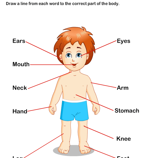 Different Body Parts And Different Diseases Of Human Body - My body