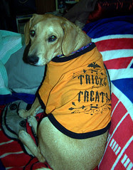 Sophie_trickortreatBACK