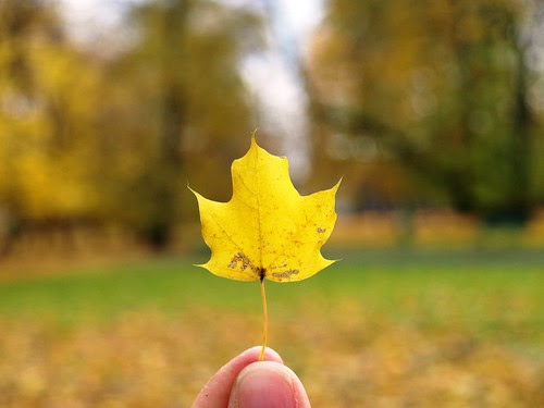 leaf