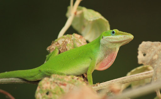 Petsmart Animals Reptiles - All Are Here