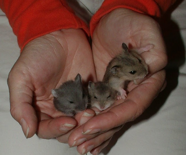 3 boys 20 days old