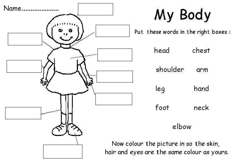 96 WORKSHEET FOR PRESCHOOL MY BODY