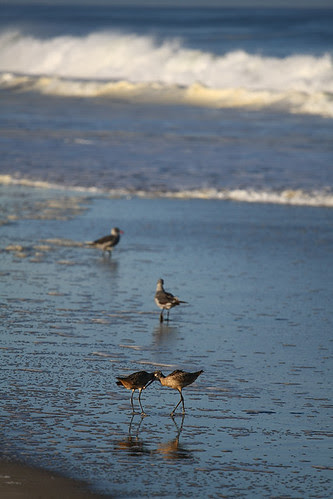 Curlew bonding
