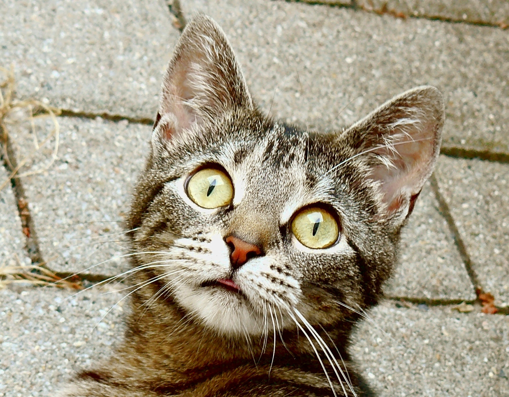 http://upload.wikimedia.org/wikipedia/commons/f/f9/Surprised_young_cat.JPG