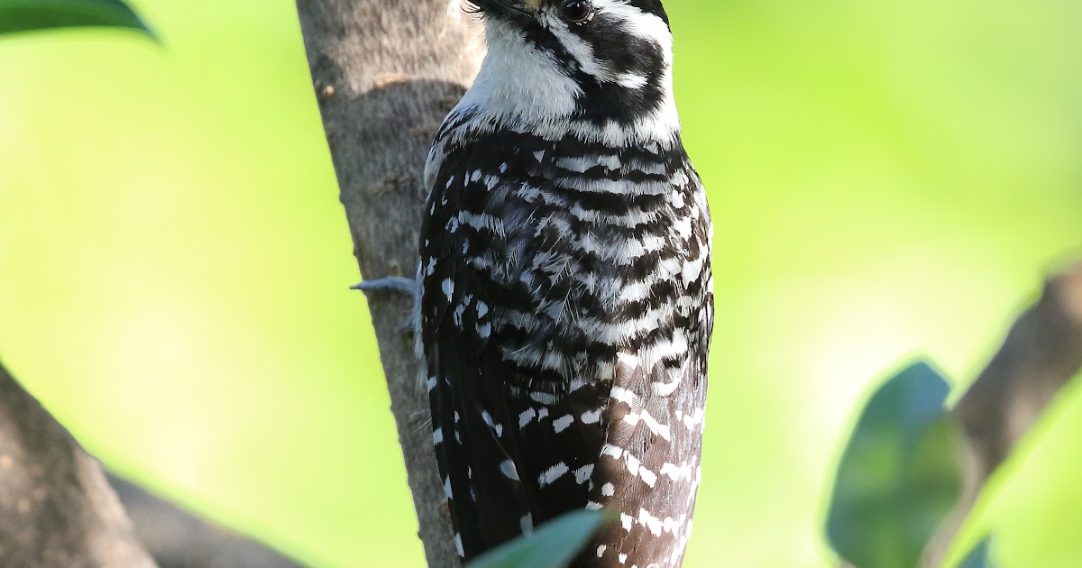 Identify Backyard Birds / Join the Great Backyard Bird Count; help