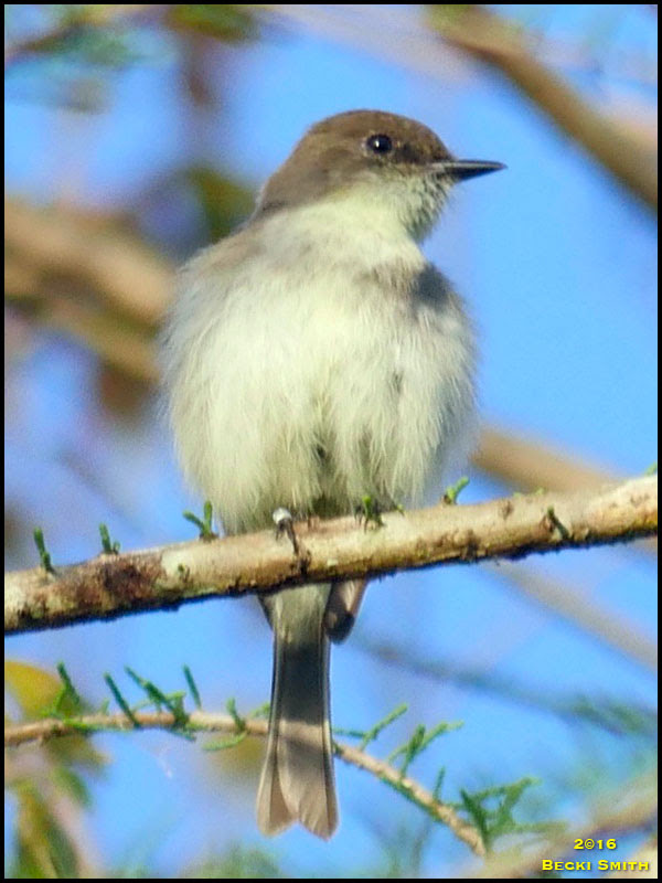 Eastern Phoebe Eastern Phoebe