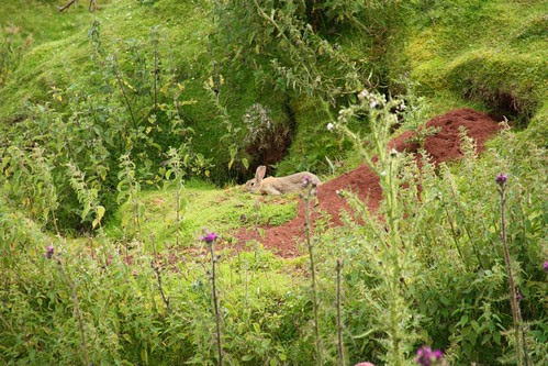Rabbit on the Yorkshire Moors