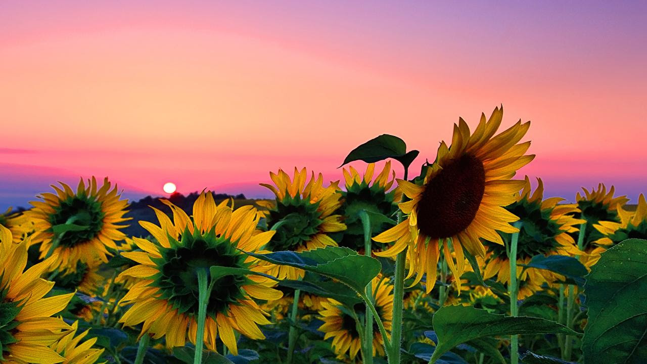 Featured image of post Aesthetic Sunflower Field Similar with sunflower png tumblr