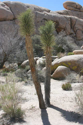 yucca brevifolia sundail