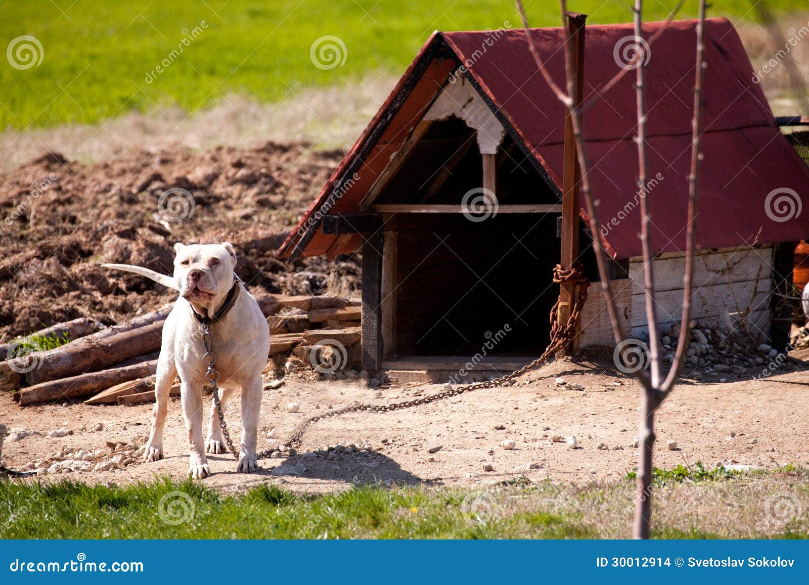 door-from-wood-pitbull-dog-house-plans