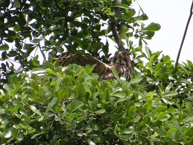 鳳頭蒼鷹/無限台南