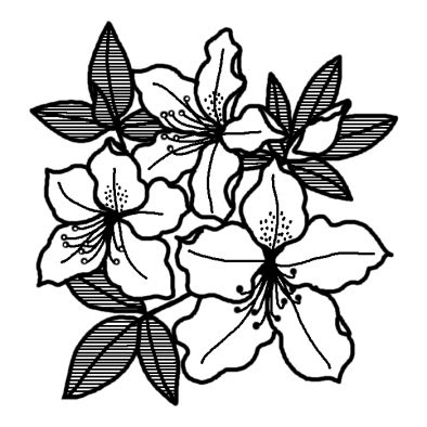 美しい花の画像 50 素晴らしいつつじ イラスト 白黒
