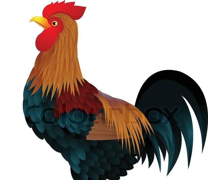 Images Of Rooster Cartoon Drawing