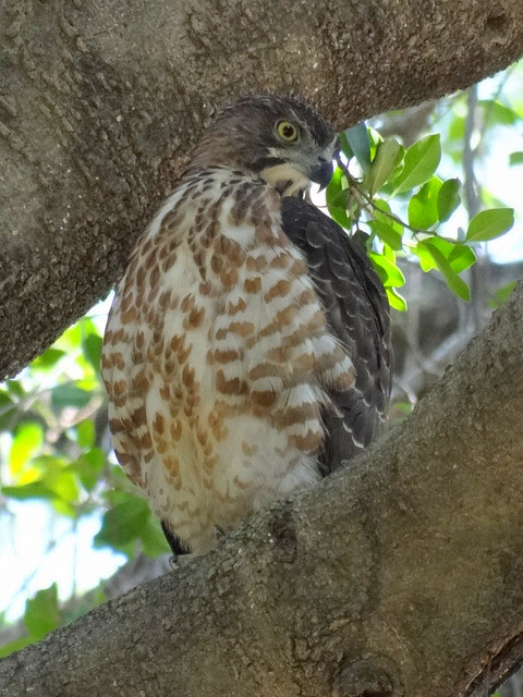 鳳頭蒼鷹/無限台南