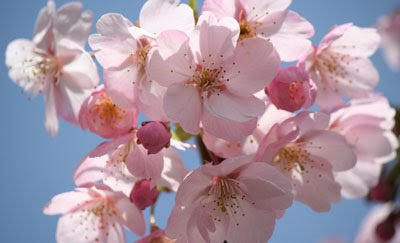 75 桜 卒業 イラスト 手書き かわいいディズニー画像