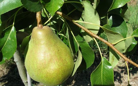Doyenne Du Comice Pear Tree Pollination